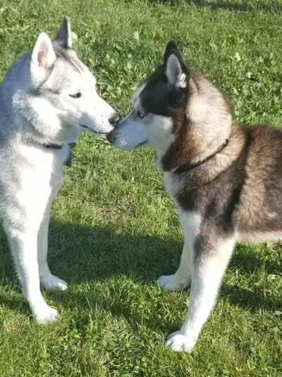 Markey Memorial Dog Park - Roscommon, MI