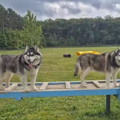 Markey Memorial Dog Park - Roscommon, MI