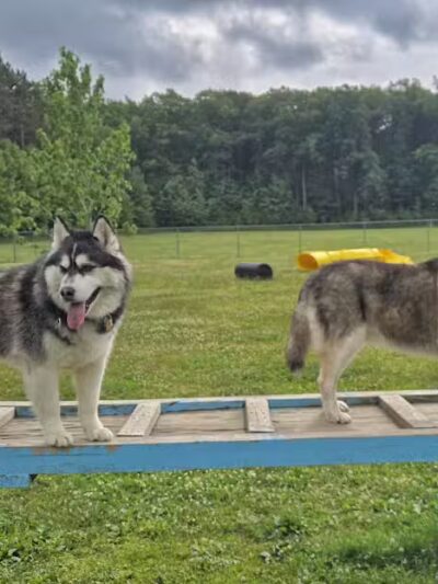 Markey Memorial Dog Park - Roscommon, MI