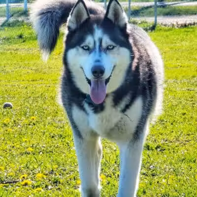 Markey Memorial Dog Park - Roscommon, MI