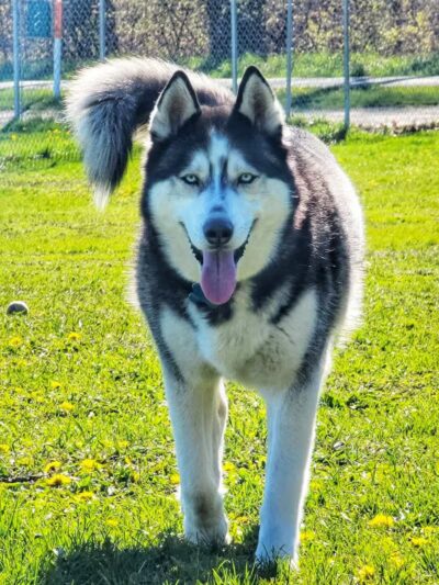 Markey Memorial Dog Park - Roscommon, MI