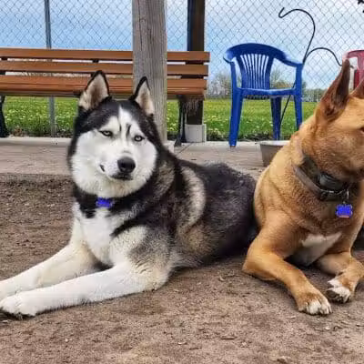 Markey Memorial Dog Park - Roscommon, MI
