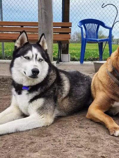 Markey Memorial Dog Park - Roscommon, MI