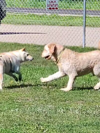 Markey Memorial Dog Park - Roscommon, MI