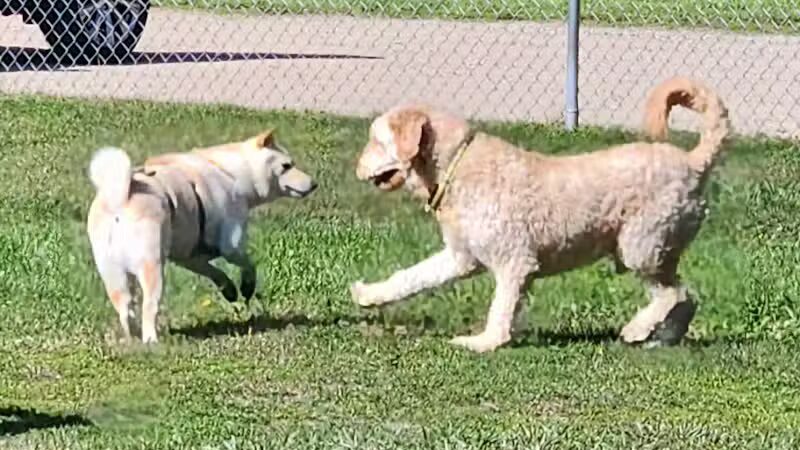 Markey Memorial Dog Park - Roscommon, MI
