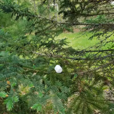 North Higgins Lake State Park - Roscommon, MI