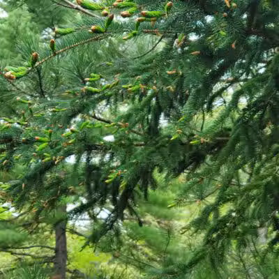 North Higgins Lake State Park - Roscommon, MI