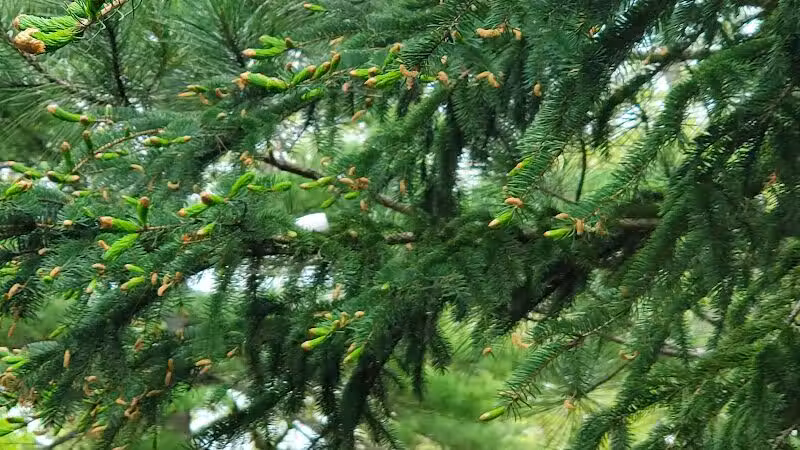 North Higgins Lake State Park - Roscommon, MI