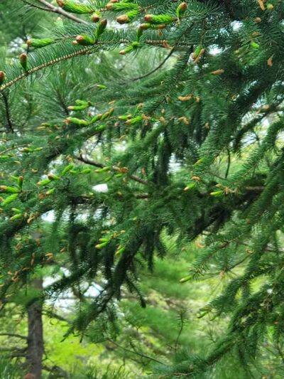 North Higgins Lake State Park - Roscommon, MI