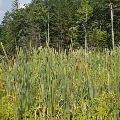 Loon Lake - Rose City,