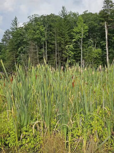 Loon Lake - Rose City,