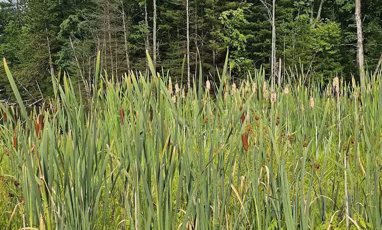 Loon Lake - Rose City,
