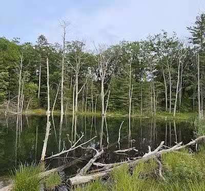 Loon Lake - Rose City,