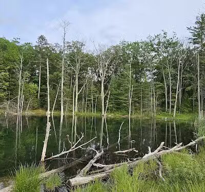 Loon Lake - Rose City,