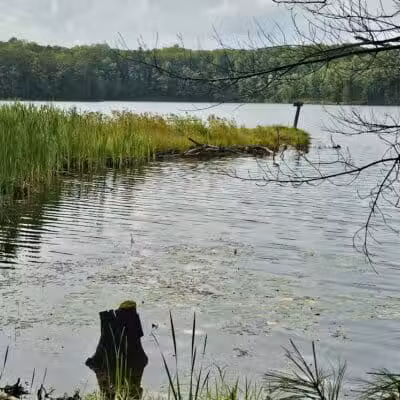 Loon Lake - Rose City,