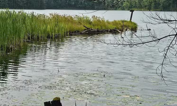 Loon Lake - Rose City,