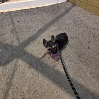 Garvey Paws Dog Park - Rosemead, CA