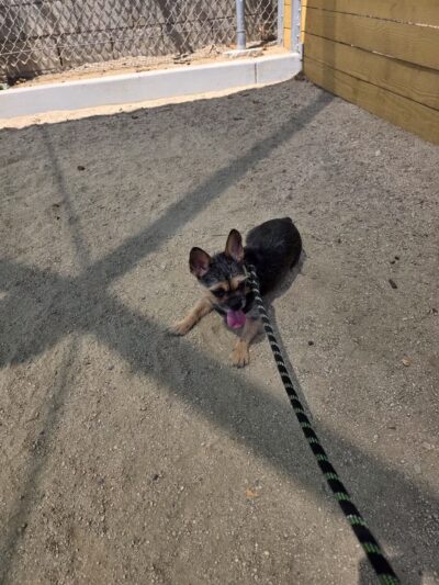 Garvey Paws Dog Park - Rosemead, CA