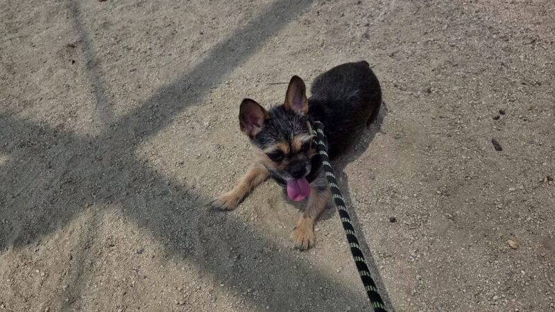 Garvey Paws Dog Park - Rosemead, CA