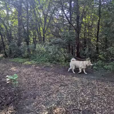 Dakota Woods Dog Park - Rosemount, MN
