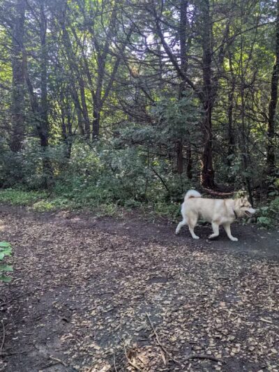 Dakota Woods Dog Park - Rosemount, MN