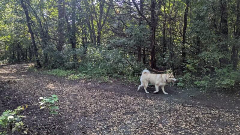 Dakota Woods Dog Park - Rosemount, MN