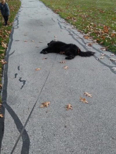 Dooley Park - Roseville,