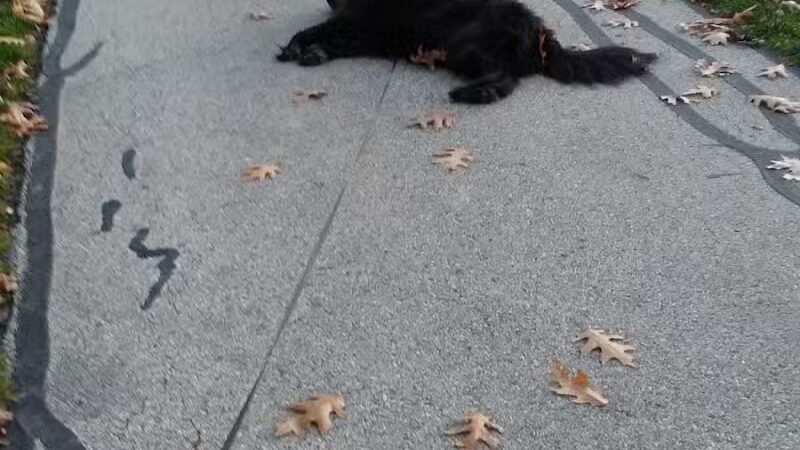 Dooley Park - Roseville,