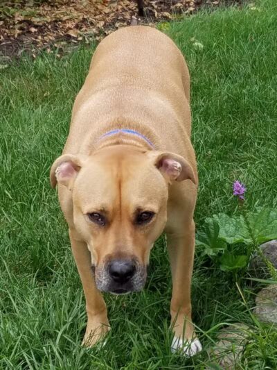 Dooley Park - Roseville,