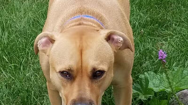 Dooley Park - Roseville,