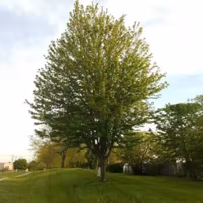 Dooley Park - Roseville,
