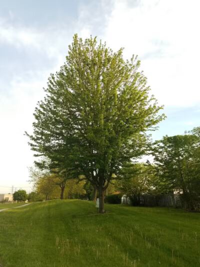 Dooley Park - Roseville,