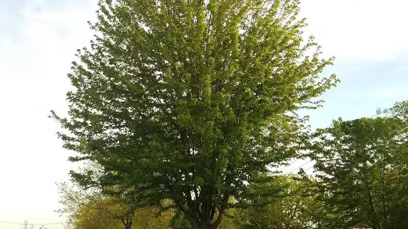 Dooley Park - Roseville,