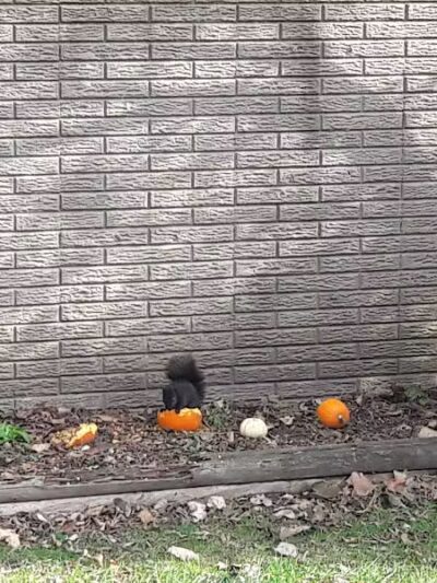 Dooley Park - Roseville,