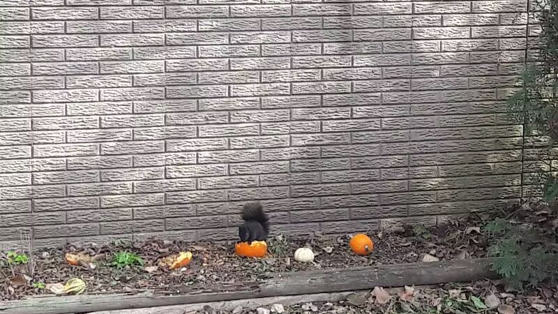 Dooley Park - Roseville,