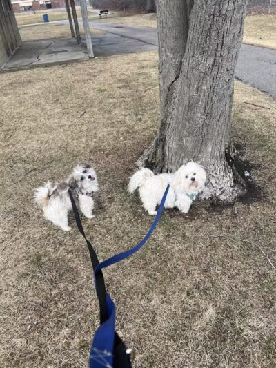 Dooley Trail - Roseville,