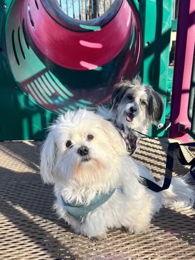 Dooley Trail - Roseville,