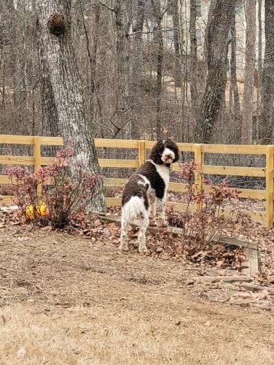 Dog Park at Leita Thompson - Roswell, GA