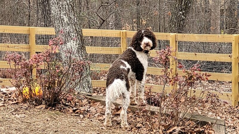 Dog Park at Leita Thompson - Roswell, GA