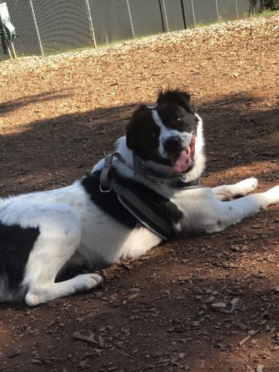 Dog Park at Leita Thompson - Roswell, GA