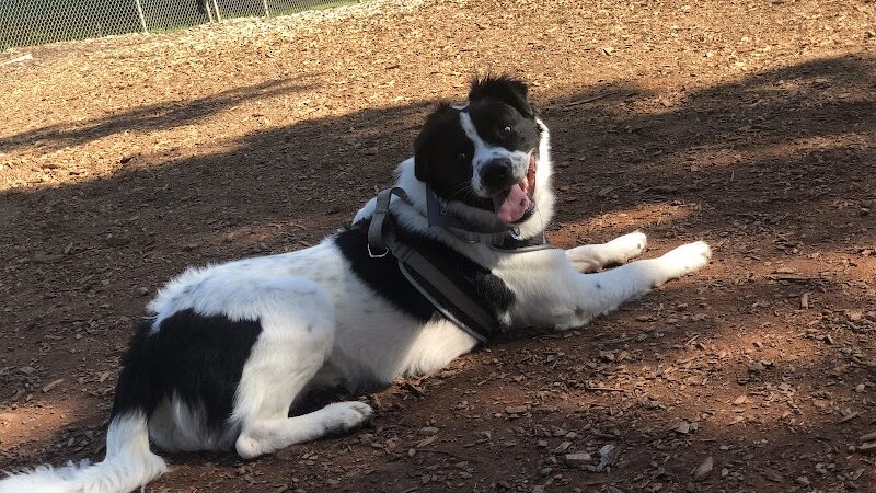 Dog Park at Leita Thompson - Roswell, GA