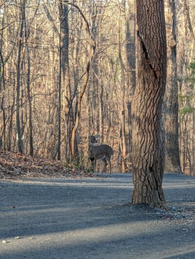 Dog Park at Leita Thompson - Roswell, GA