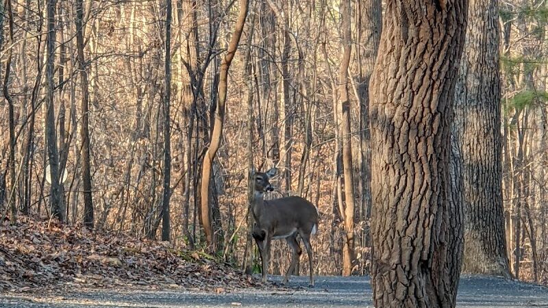 Dog Park at Leita Thompson - Roswell, GA