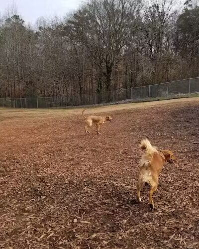 Dog Park at Leita Thompson - Roswell, GA