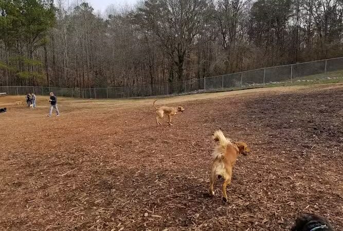 Dog Park at Leita Thompson - Roswell, GA
