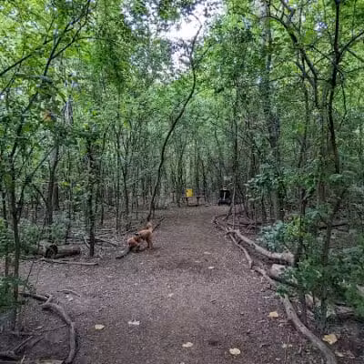 Mark Twain Dog Park-membership - Royal Oak, MI
