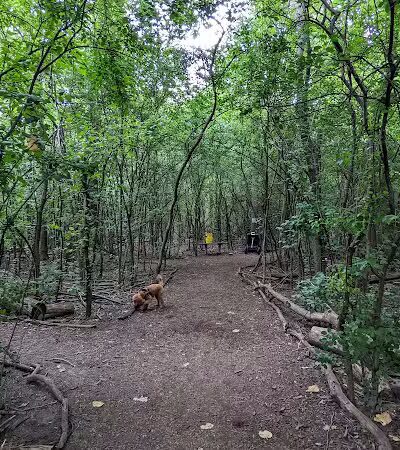 Mark Twain Dog Park-membership - Royal Oak, MI