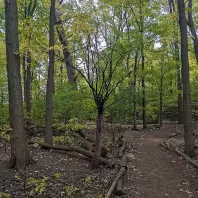 Mark Twain Dog Park-membership - Royal Oak, MI
