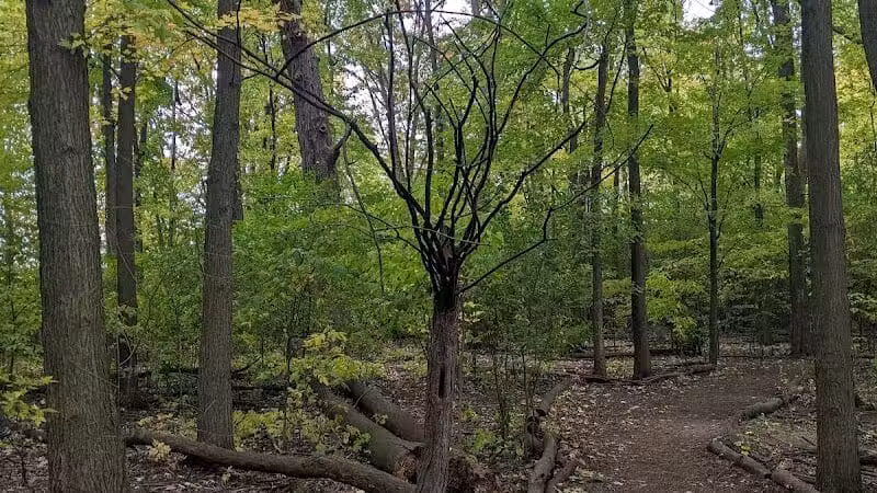 Mark Twain Dog Park-membership - Royal Oak, MI