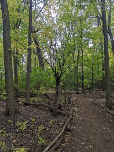 Mark Twain Dog Park-membership - Royal Oak, MI